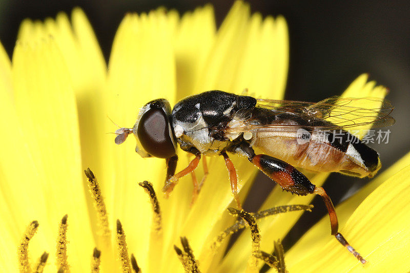 Hawkweed (Hieracium sp.)中的厚腿蚜(Syritta pipiens)